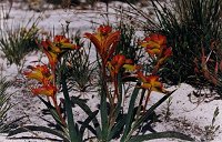 Anigozanthos humilis