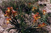 Anigozanthos humilis