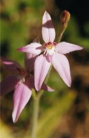 Caladenia latifolia (Pink Fairies)