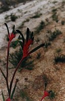Anigozanthos menziesii (commonly known as Kangaroo Paw)