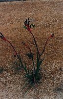 Anigozanthos menziesii (commonly known as Kangaroo Paw)