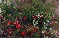 The red flower is Templetonia retusa (Cockie's Tongue)