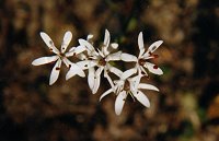 Wurmbea sp.