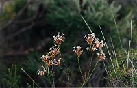 Lysinema ciliatum (Curry & Rice)