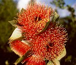 Eucalyptus macrocarpa