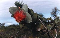 Eucalyptus macrocarpa