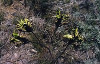 Macropidia fuliginosa (known as Black Kangaroo Paw)