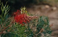 Grevillea