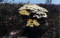 Verticordia eriocephala