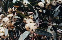 Eucalyptus todtiana (Coastal Blackbutt)
