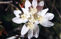 Xanthosia sp.