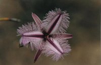 Thysanotus sp.