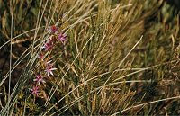 Calectasia sp.