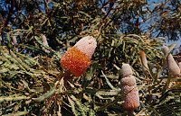 Banksia prionotes
