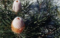 Banksia hookeriana