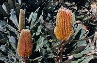Banksia menziesii