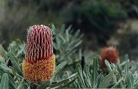 Banksia menziesii