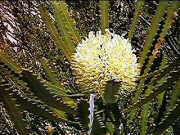 Banksia elegans