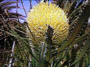 Banksia elegans