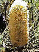 Banksia attenuata