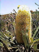 Banksia attenuata