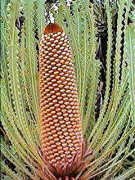 Banksia hookeriana