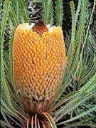 Banksia hookeriana