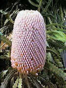 Banksia hookeriana