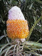 Banksia hookeriana