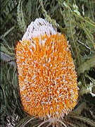 Banksia hookeriana