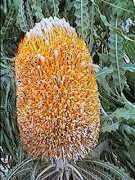 Banksia hookeriana