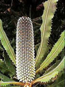 Early flower buds