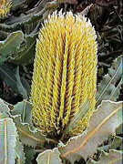 Buds about to open (Yellow form)