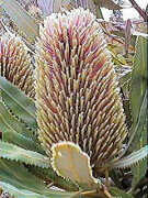 Buds about to open (Pink form)