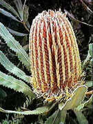Buds opening at bottom of inflorescence (Pink form)