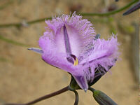 Thysanotus patersonii