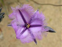 Thysanotus patersonii
