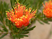 Eremaea beaufortioides
