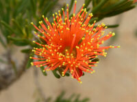 Eremaea beaufortioides