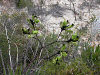 Macropidia fuliginosa
