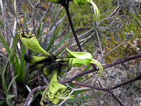 Macropidia fuliginosa