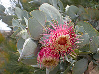 Eucalyptus macrocarpa