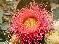 Eucalyptus macrocarpa