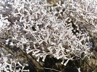 Conospermum crassinervium
