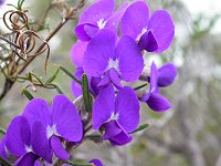 Mirbelia floribunda