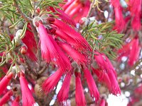 Calothamnus quadrifidus