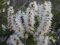 Hakea costata