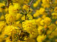 An Acacia