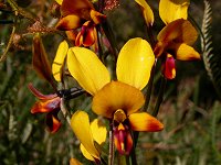 Probably Diuris longifolia