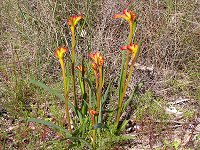 Anigozanthus humilis